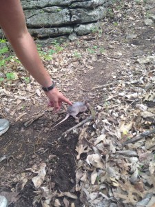 armadillo